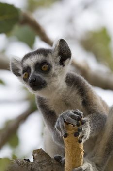 Ring-tailed Lemur (Lemur Catta) Portrait, Athens Zoo Park, Greece