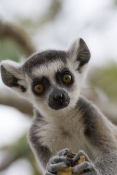 Ring-tailed Lemur (Lemur Catta) Portrait, Athens Zoo Park, Greece