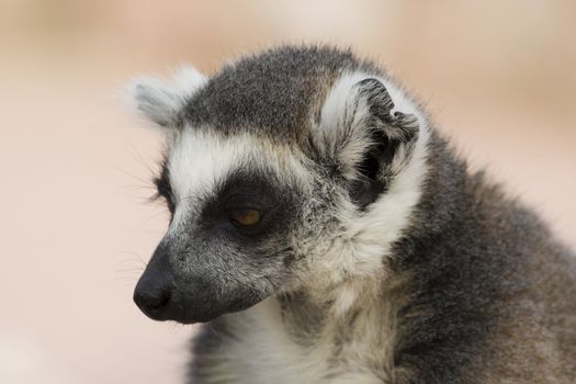 Ring-tailed Lemur (Lemur Catta) Portrait, Athens Zoo Park, Greece