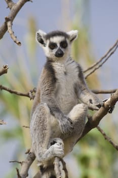 Ring-tailed Lemur (Lemur Catta) Portrait, Athens Zoo Park, Greece