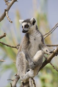 Ring-tailed Lemur (Lemur Catta) Portrait, Athens Zoo Park, Greece