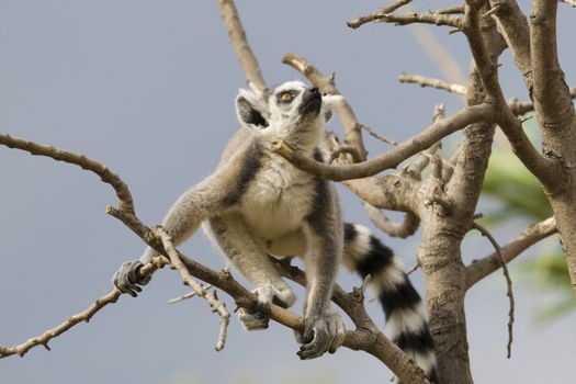 Ring-tailed Lemur (Lemur Catta) Portrait, Athens Zoo Park, Greece