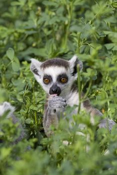 Ring-tailed Lemur (Lemur Catta) Portrait, Athens Zoo Park, Greece