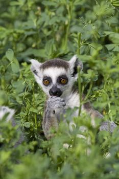 Ring-tailed Lemur (Lemur Catta) Portrait, Athens Zoo Park, Greece