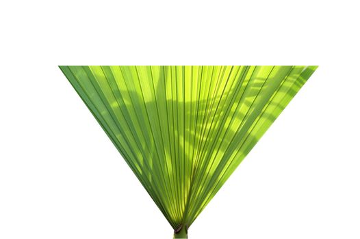 Isolated on a white background palm leaf