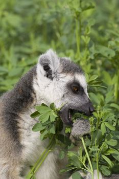 Ring-tailed Lemur (Lemur Catta) Portrait, Athens Zoo Park, Greece