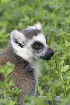 Ring-tailed Lemur (Lemur Catta) Portrait, Athens Zoo Park, Greece