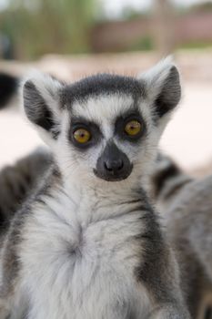 Ring-tailed Lemur (Lemur Catta) Portrait, Athens Zoo Park, Greece