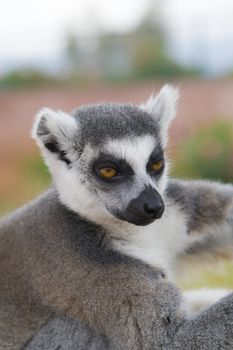 Ring-tailed Lemur (Lemur Catta) Portrait, Athens Zoo Park, Greece