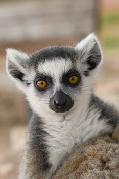 Ring-tailed Lemur (Lemur Catta) Portrait, Athens Zoo Park, Greece