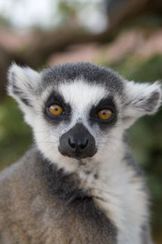 Ring-tailed Lemur (Lemur Catta) Portrait, Athens Zoo Park, Greece