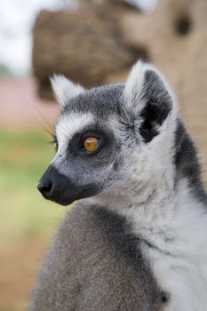 Ring-tailed Lemur (Lemur Catta) Portrait, Athens Zoo Park, Greece