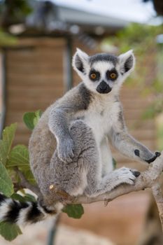 Ring-tailed Lemur (Lemur Catta) Portrait, Athens Zoo Park, Greece