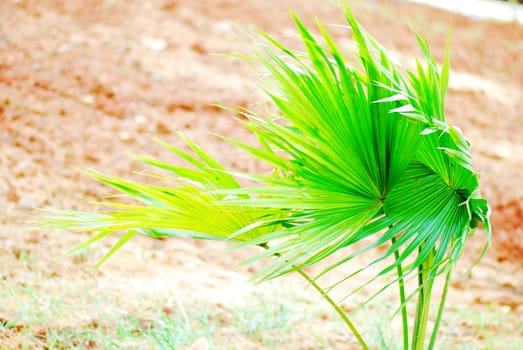 he newly transplanted palm seedlings