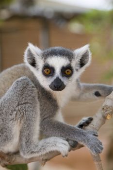 Ring-tailed Lemur (Lemur Catta) Portrait, Athens Zoo Park, Greece