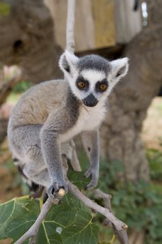 Ring-tailed Lemur (Lemur Catta) Portrait, Athens Zoo Park, Greece