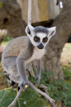 Ring-tailed Lemur (Lemur Catta) Portrait, Athens Zoo Park, Greece