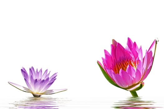 Isolated on a white background pink water lily