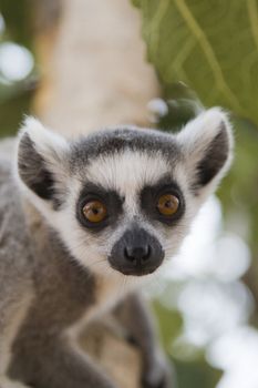 Ring-tailed Lemur (Lemur Catta) Portrait, Athens Zoo Park, Greece