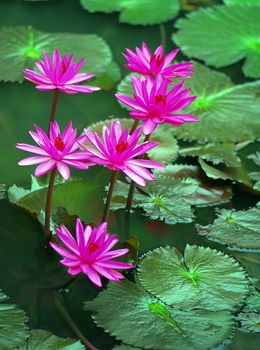 Beautiful pink flowers open  in the pond