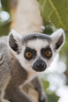 Ring-tailed Lemur (Lemur Catta) Portrait, Athens Zoo Park, Greece