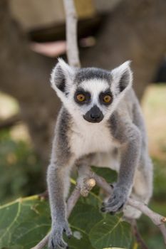 Ring-tailed Lemur (Lemur Catta) Portrait, Athens Zoo Park, Greece