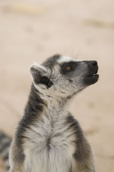 Ring-tailed Lemur (Lemur Catta) Portrait, Athens Zoo Park, Greece