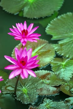 Beautiful pink flowers open  in the pond