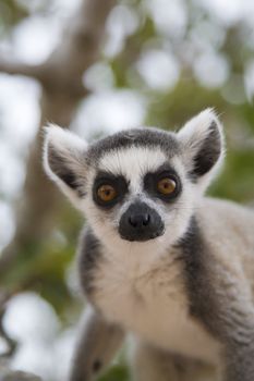 Ring-tailed Lemur (Lemur Catta) Portrait, Athens Zoo Park, Greece