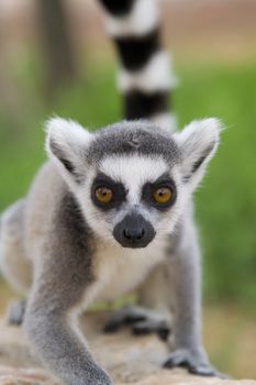 Ring-tailed Lemur (Lemur Catta) Portrait, Athens Zoo Park, Greece