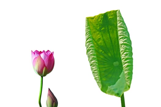 pink bud and green leaves at green background