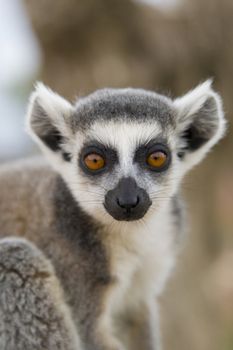 Ring-tailed Lemur (Lemur Catta) Portrait, Athens Zoo Park, Greece