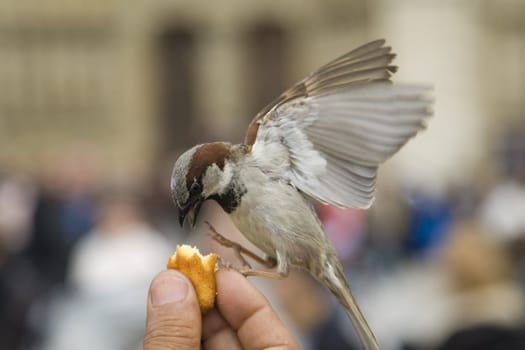 Sparrows being hand fed near Notre Dame de Paris, France