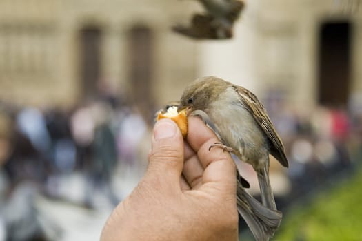 Sparrows being hand fed near Notre Dame de Paris, France