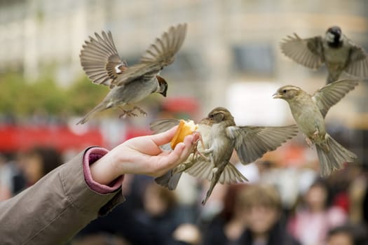 Sparrows being hand fed near Notre Dame de Paris, France