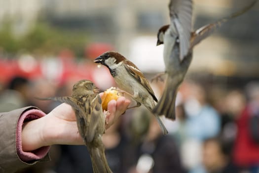 Sparrows being hand fed near Notre Dame de Paris, France