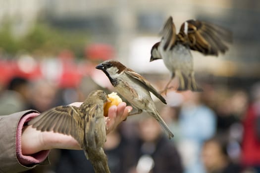 Sparrows being hand fed near Notre Dame de Paris, France