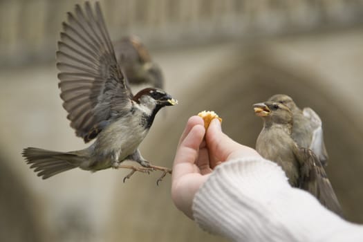 Sparrows being hand fed near Notre Dame de Paris, France