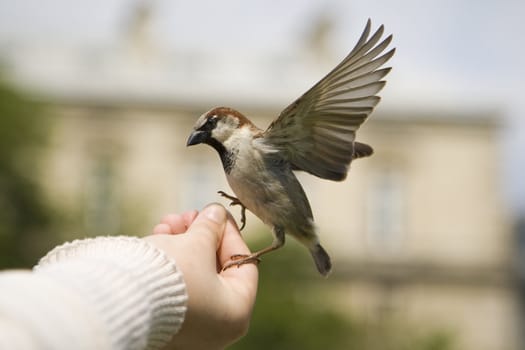 Sparrows being hand fed near Notre Dame de Paris, France