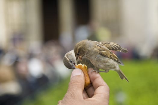 Sparrows being hand fed near Notre Dame de Paris, France