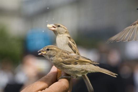 Sparrows being hand fed near Notre Dame de Paris, France