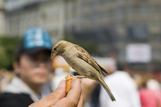 Sparrows being hand fed near Notre Dame de Paris, France