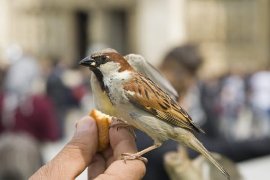 Sparrows being hand fed near Notre Dame de Paris, France