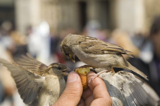 Sparrows being hand fed near Notre Dame de Paris, France