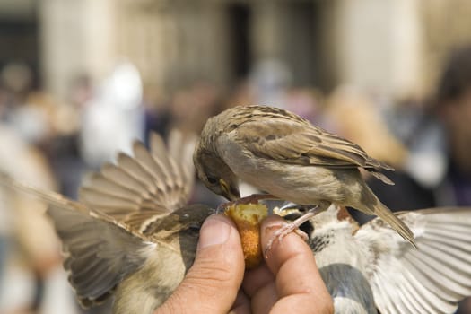 Sparrows being hand fed near Notre Dame de Paris, France