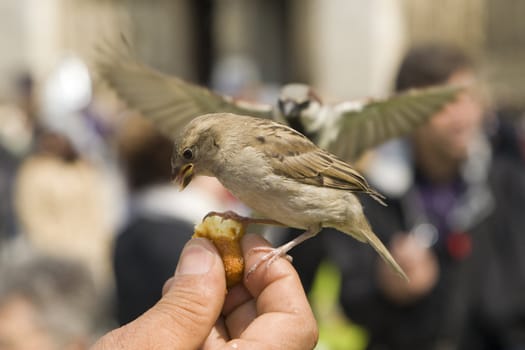 Sparrows being hand fed near Notre Dame de Paris, France