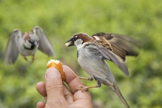 Sparrows being hand fed near Notre Dame de Paris, France