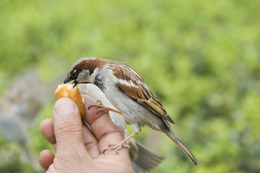 Sparrows being hand fed near Notre Dame de Paris, France