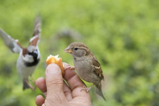 Sparrows being hand fed near Notre Dame de Paris, France