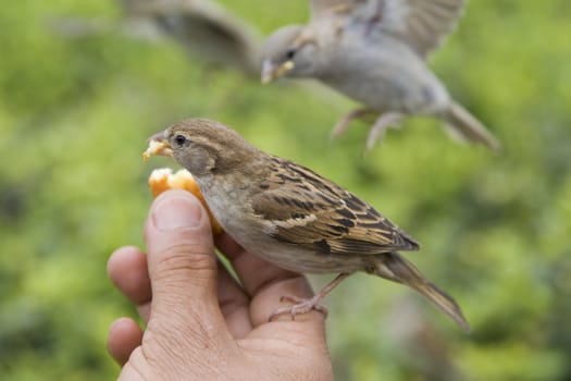 Sparrows being hand fed near Notre Dame de Paris, France